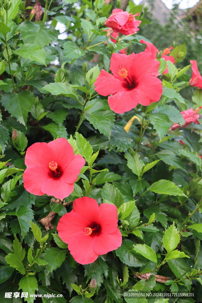 扶桑花