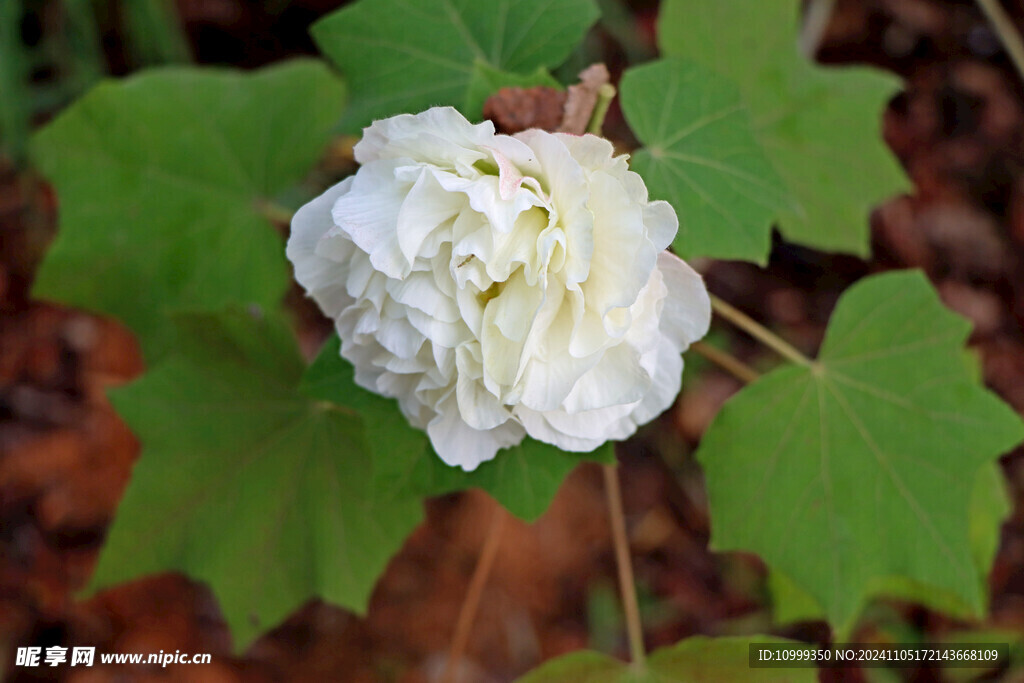 白色木芙蓉花