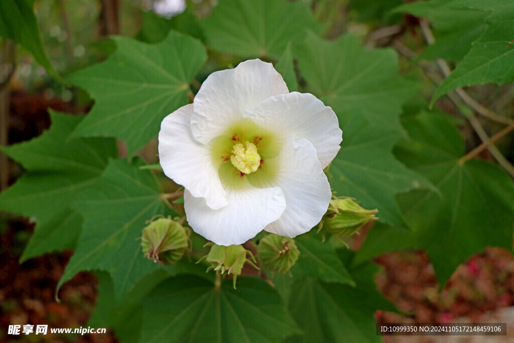 白色木芙蓉花