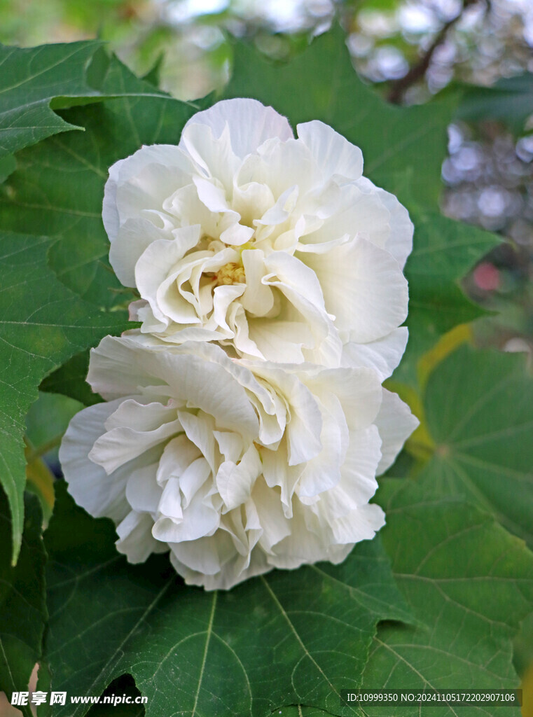 白色木芙蓉花