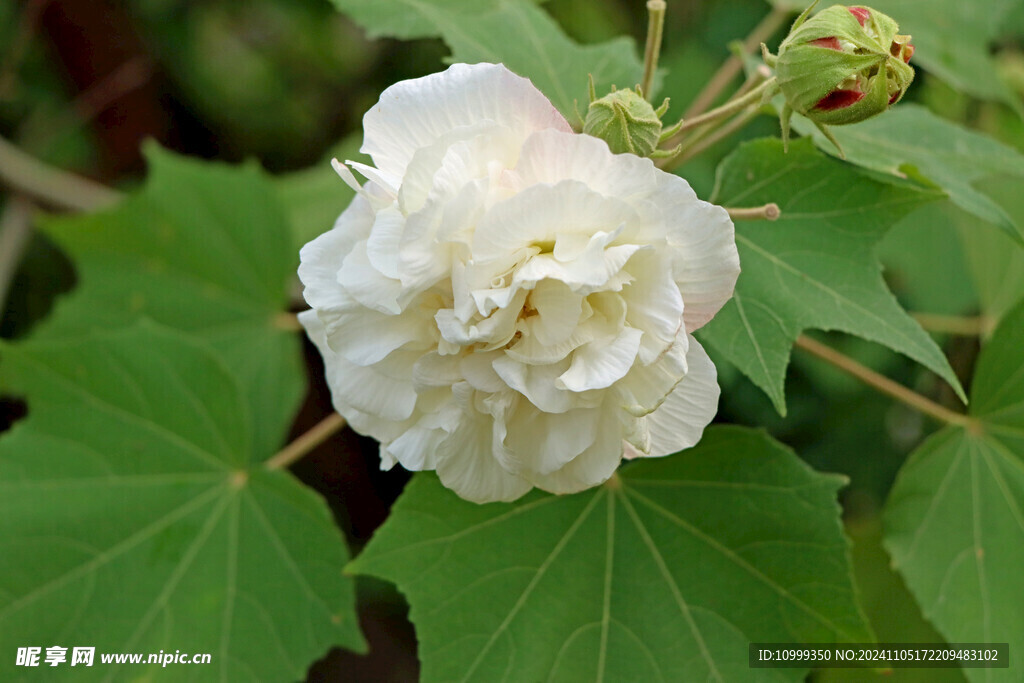 白色木芙蓉花