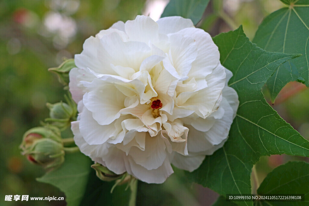 白色木芙蓉花