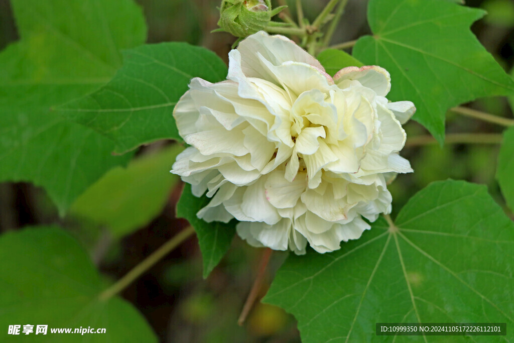 白色木芙蓉花