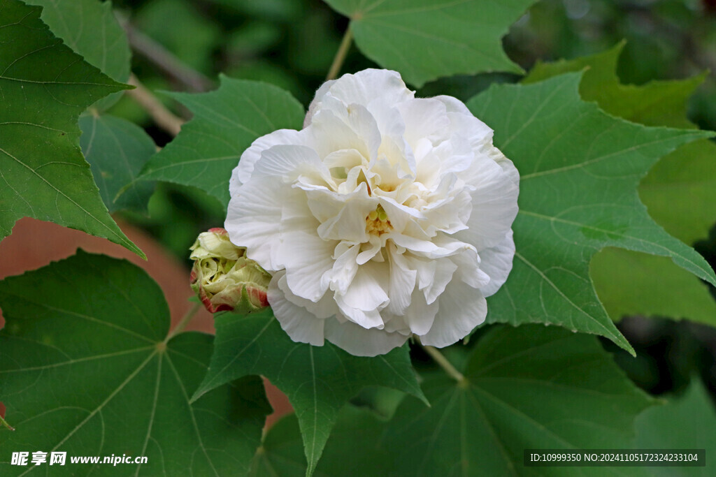 白色木芙蓉花