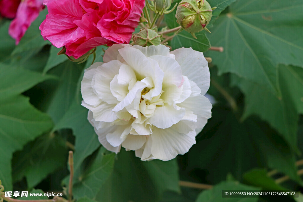 白色木芙蓉花