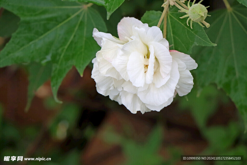 白色木芙蓉花