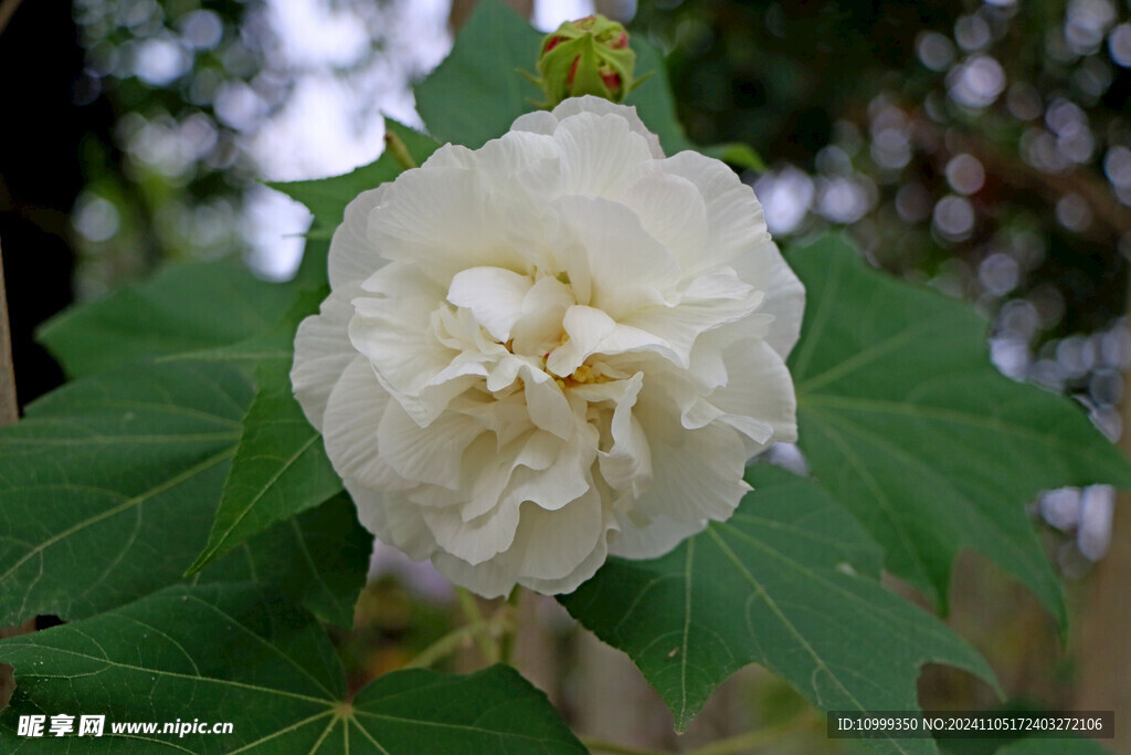白色木芙蓉花