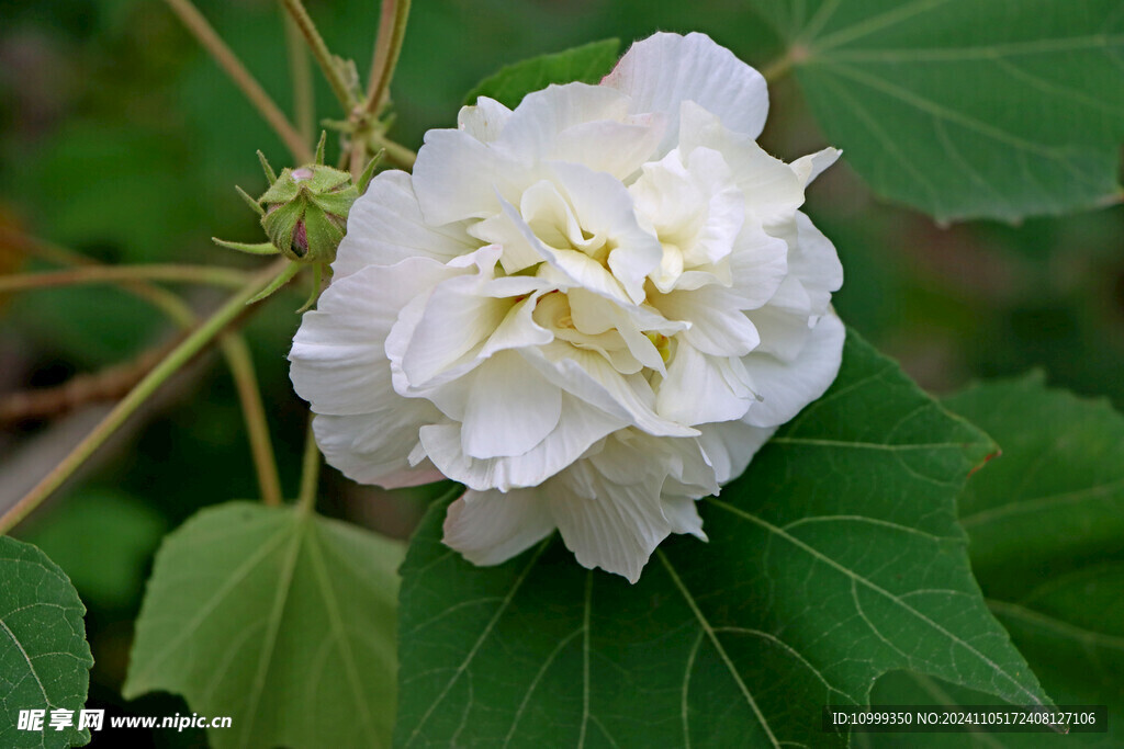 白色木芙蓉花