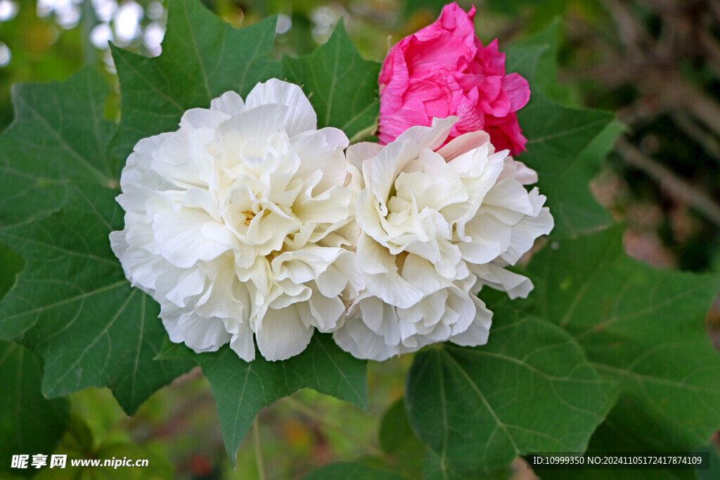 白色木芙蓉花