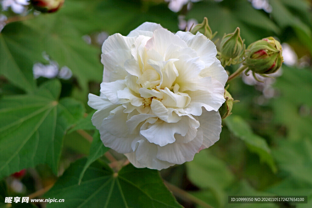 白色木芙蓉花