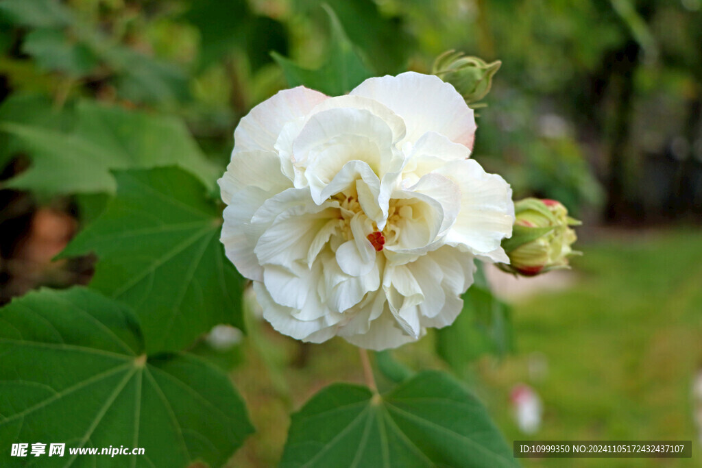白色木芙蓉花