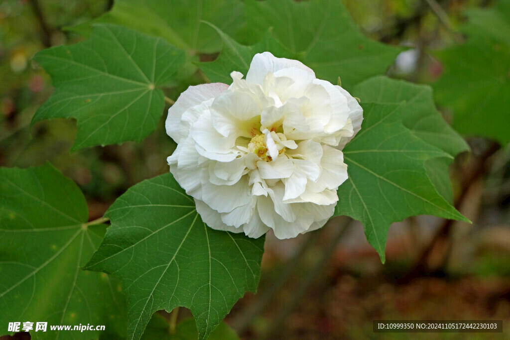 白色木芙蓉花