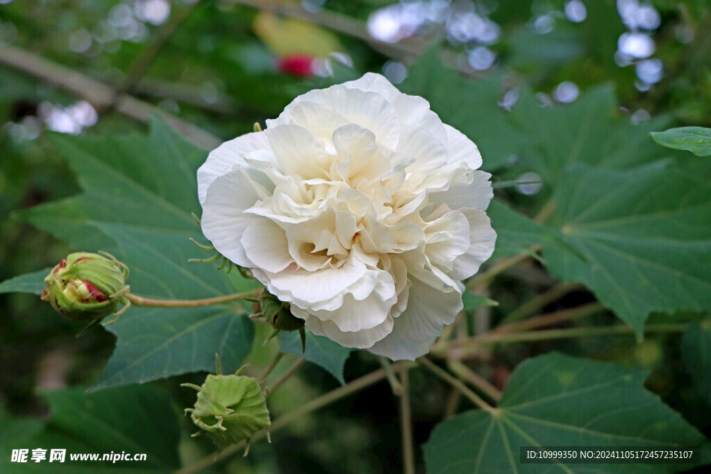 白色木芙蓉花