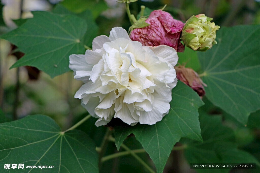 白色木芙蓉花