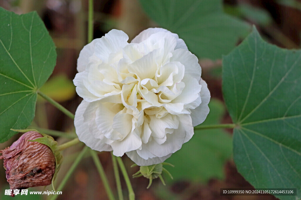 白色木芙蓉花
