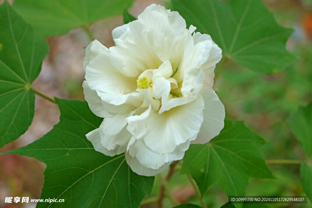 白色木芙蓉花