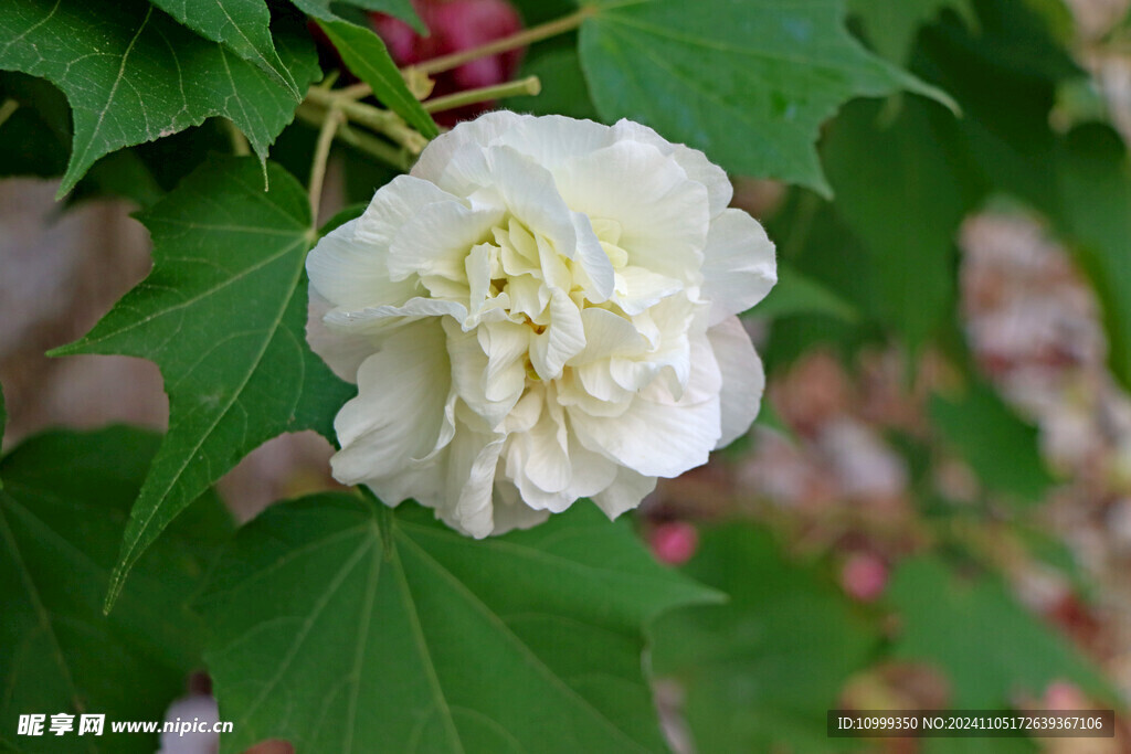 白色木芙蓉花
