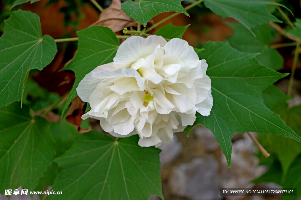 白色木芙蓉花