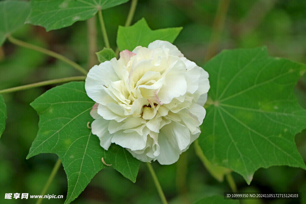 白色木芙蓉花