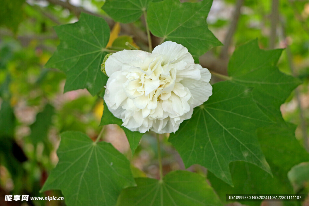 白色木芙蓉花