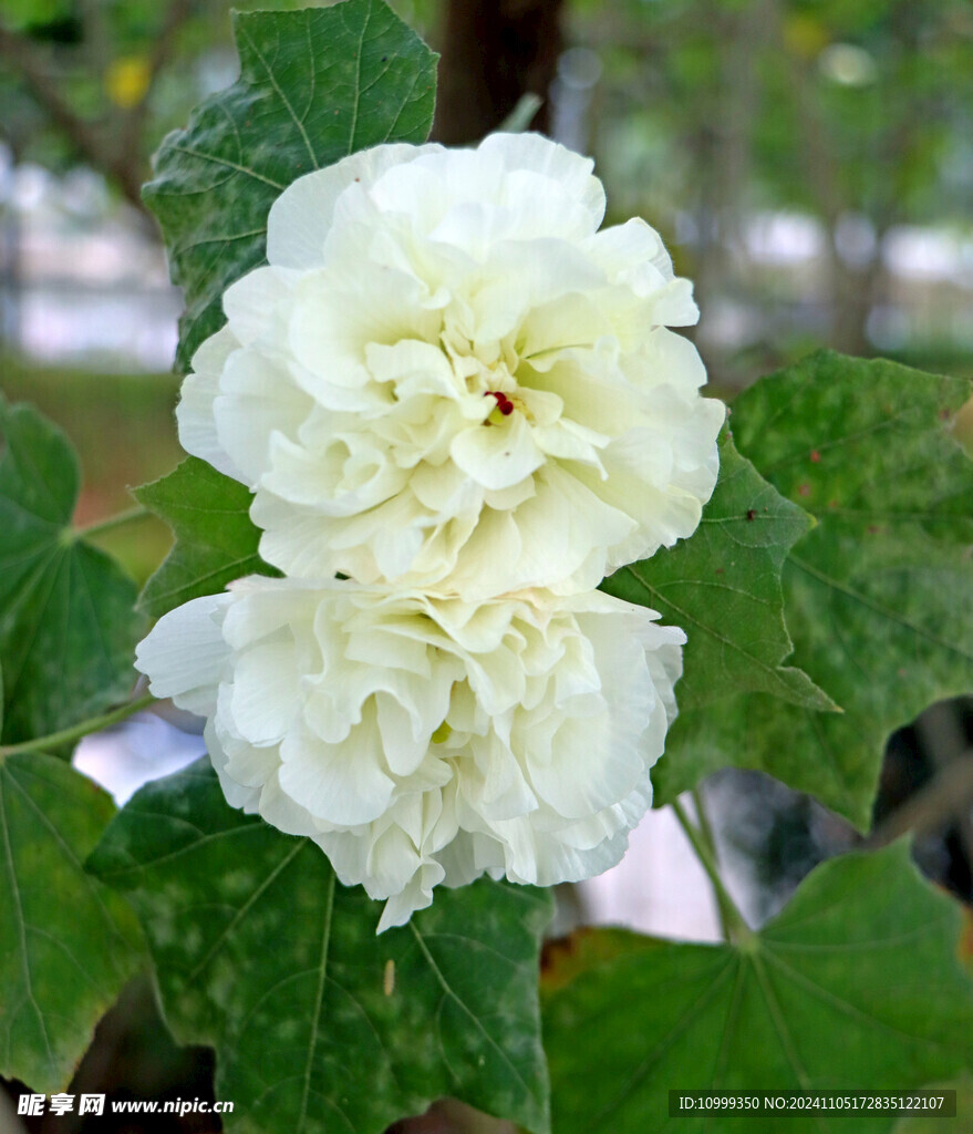 白色木芙蓉花