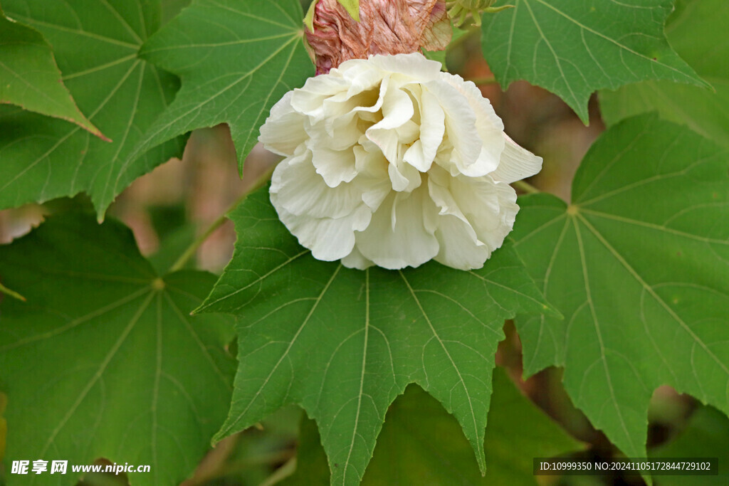 白色木芙蓉花
