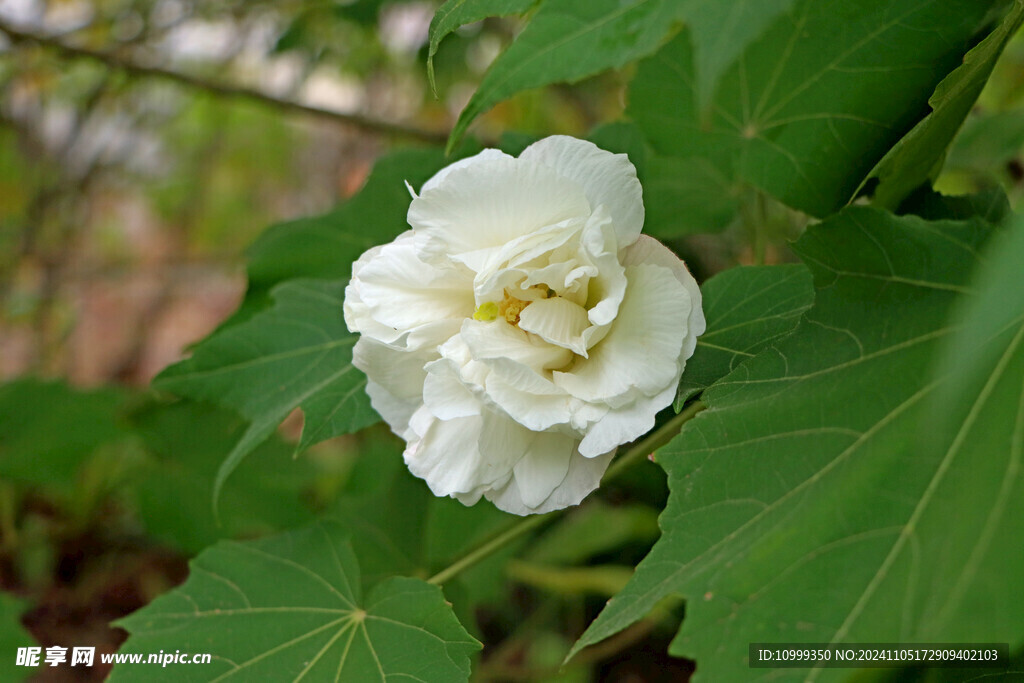 白色木芙蓉花