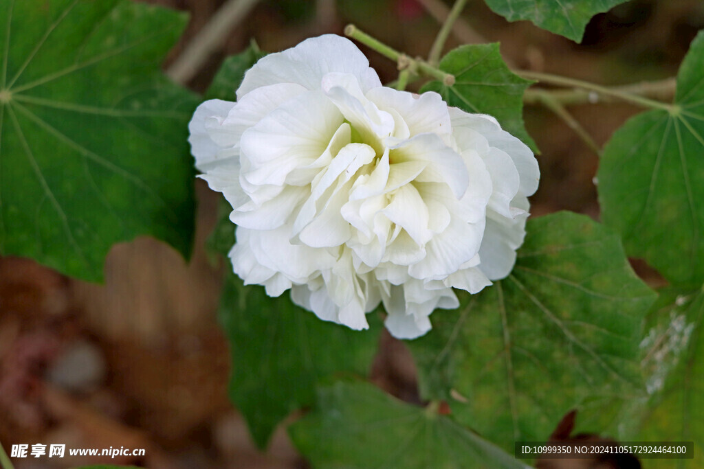 白色木芙蓉花