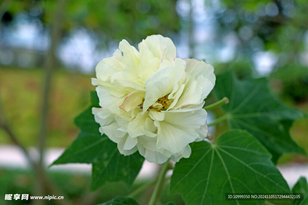 白色木芙蓉花