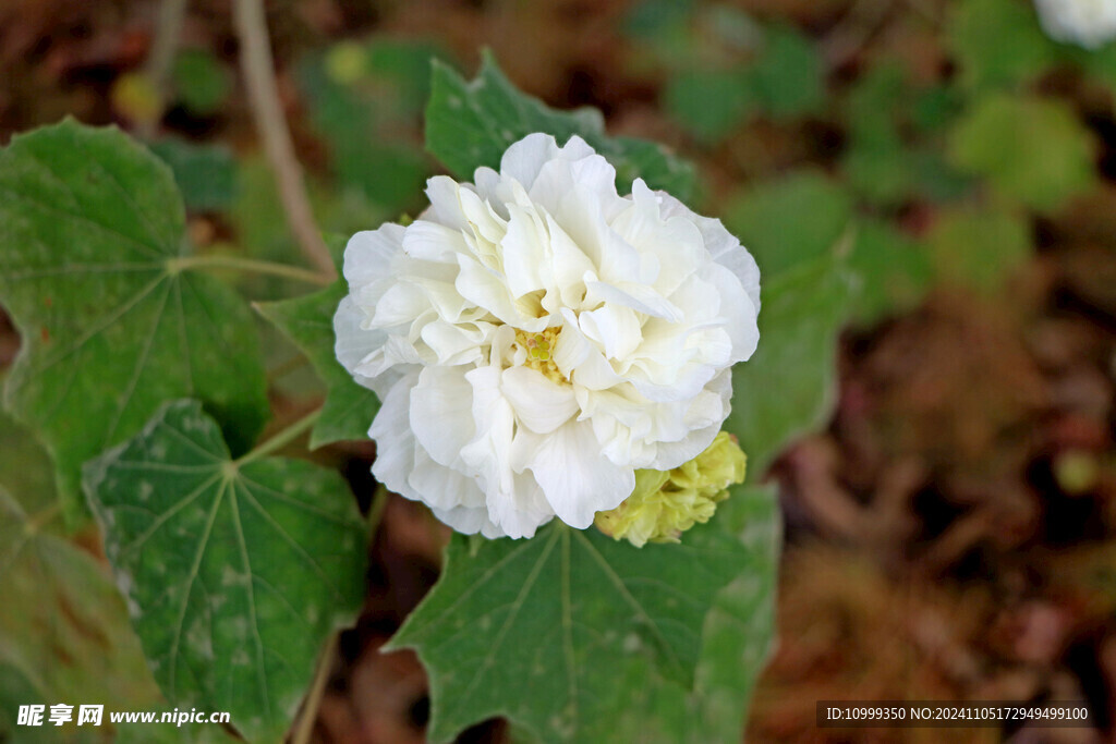 白色木芙蓉花