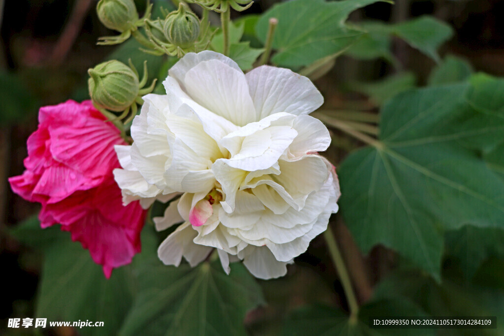 白色木芙蓉花