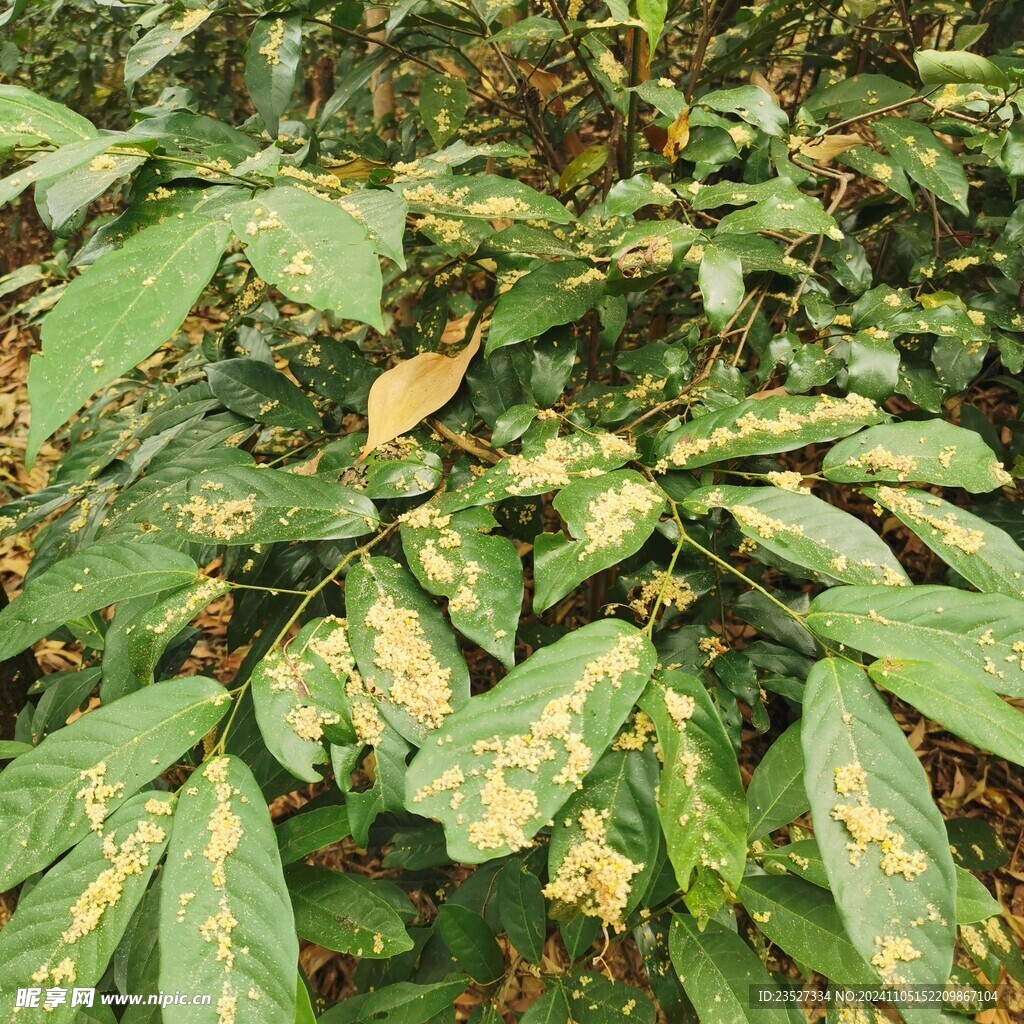 林中落下的花粉