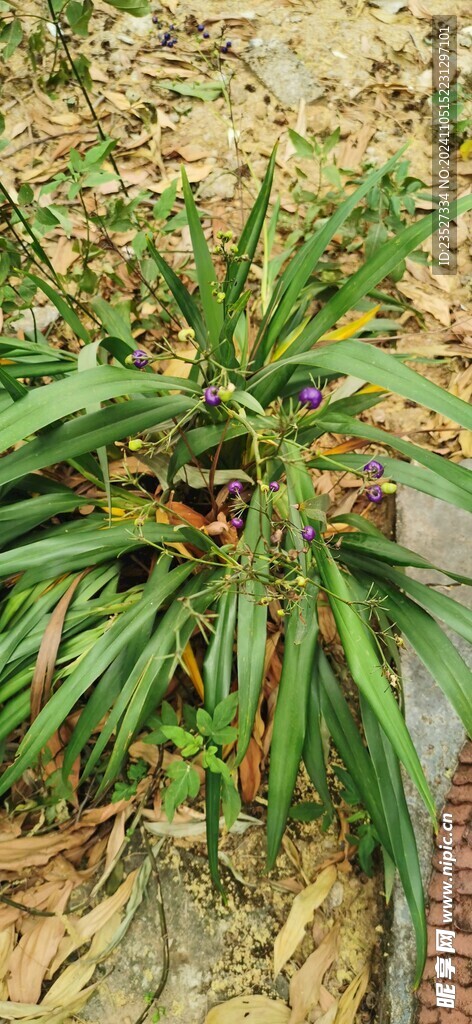 山中桔梗兰果实