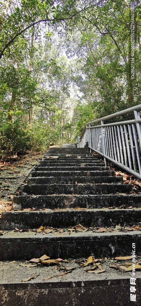 公园石阶与绿树