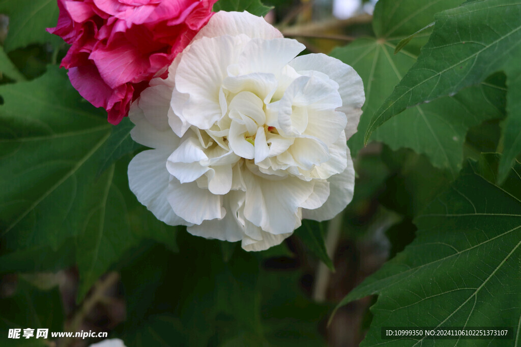 白色木芙蓉花