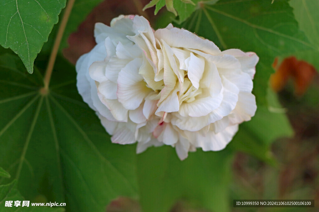 白色木芙蓉花
