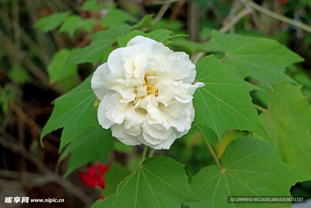白色木芙蓉花 