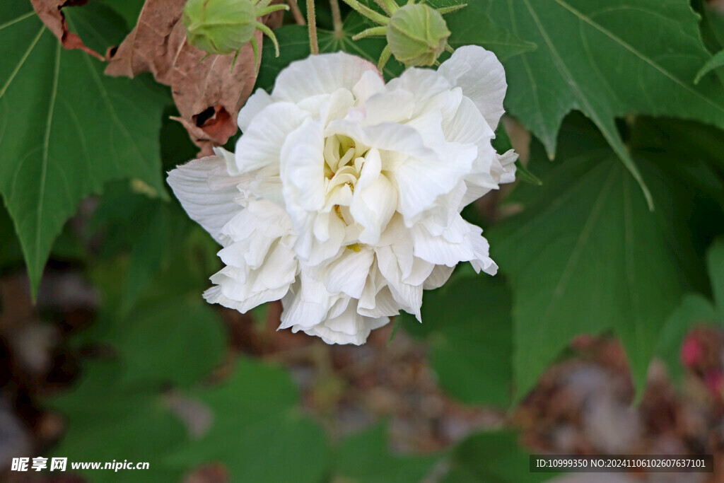 白色木芙蓉花