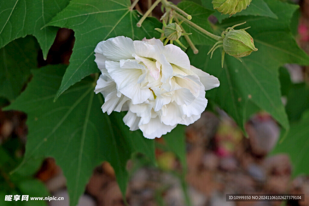 白色木芙蓉花