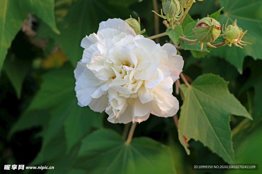 白色木芙蓉花