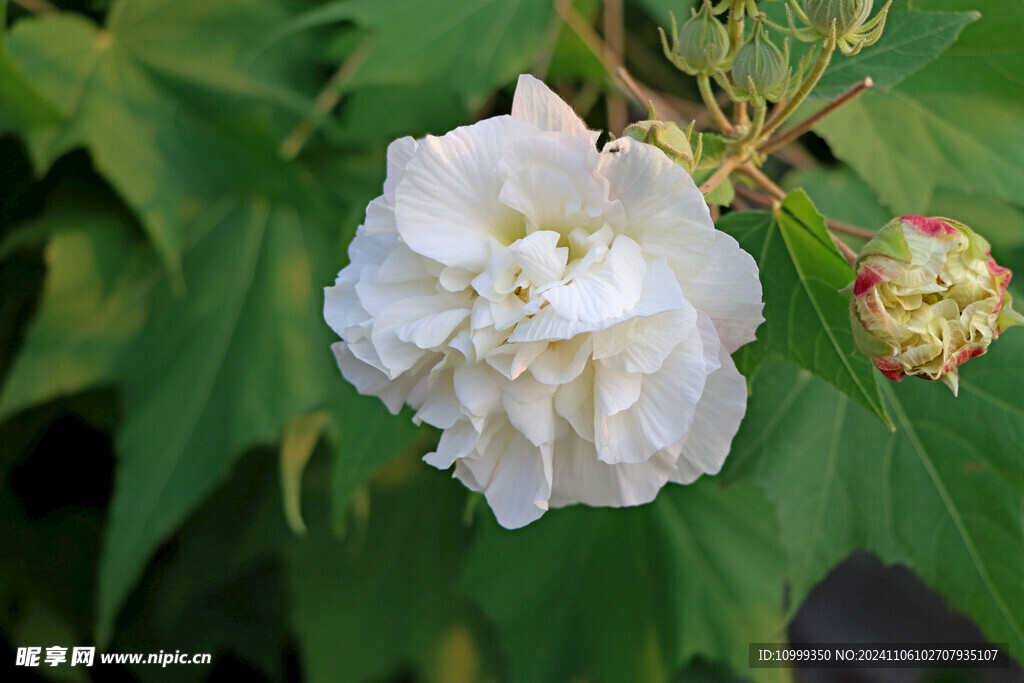白色木芙蓉花
