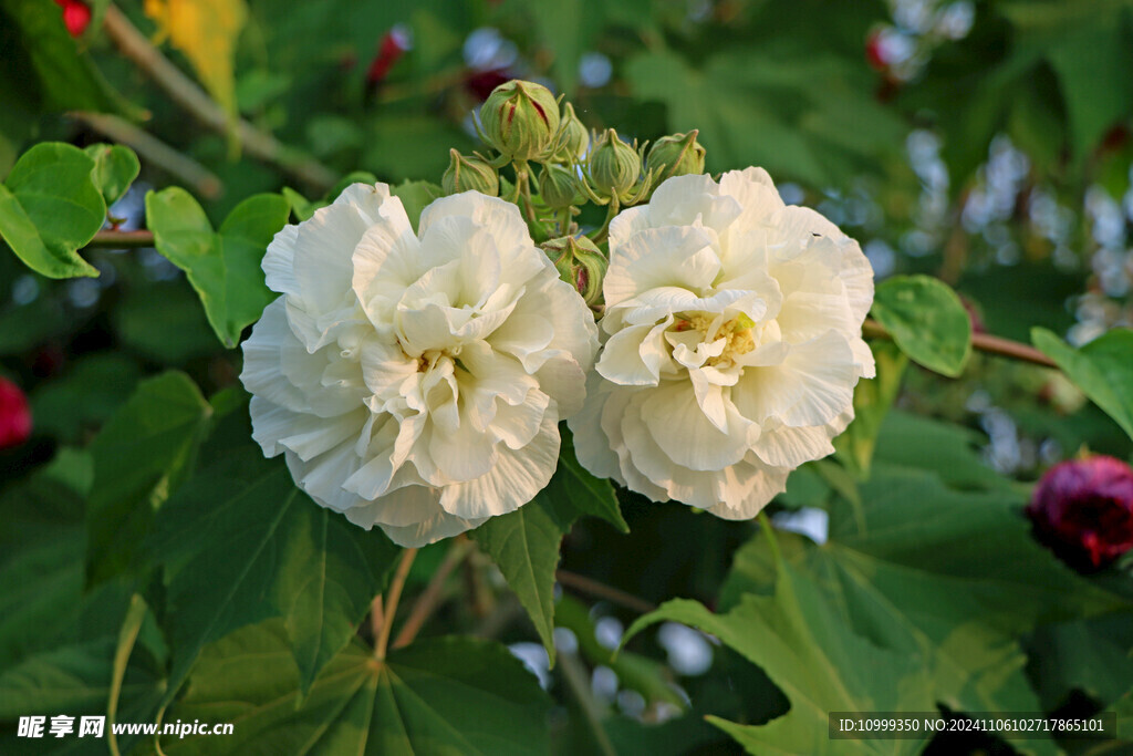 白色木芙蓉花