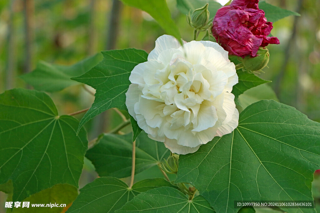白色木芙蓉花