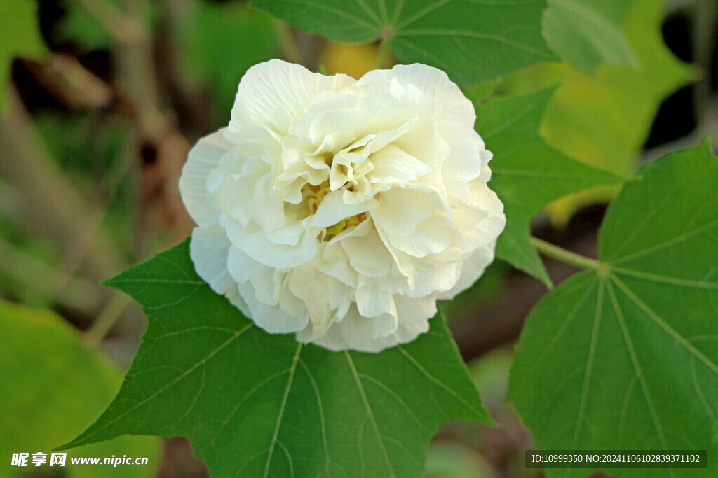 白色木芙蓉花