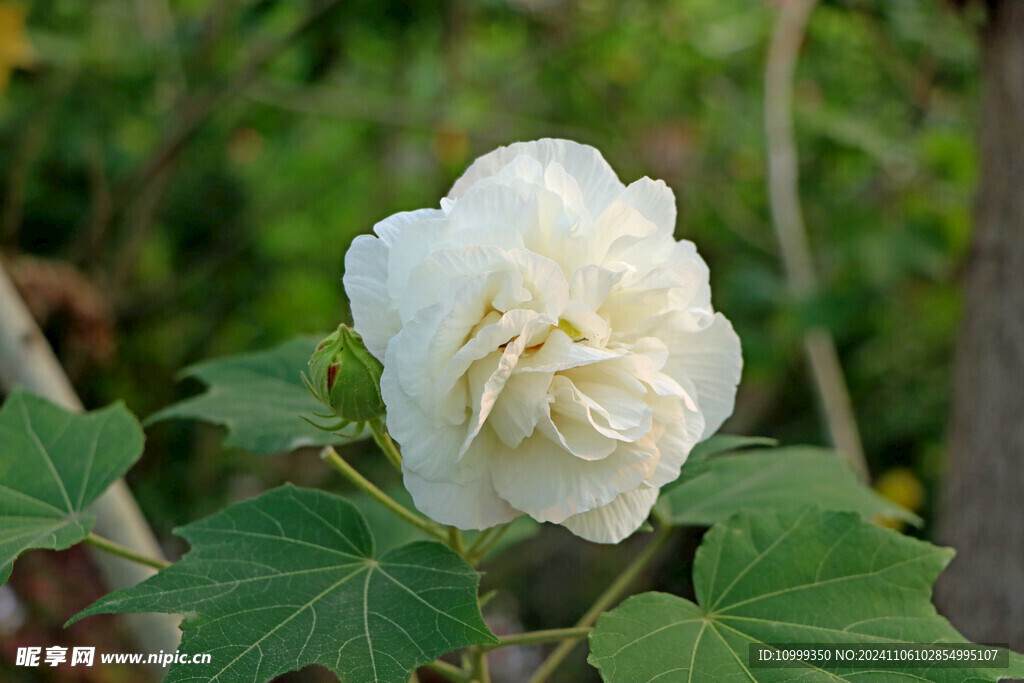 白色木芙蓉花