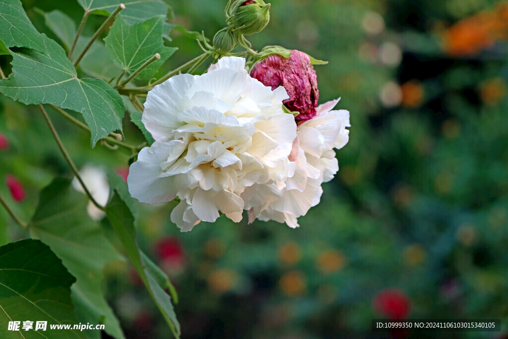 白色木芙蓉花