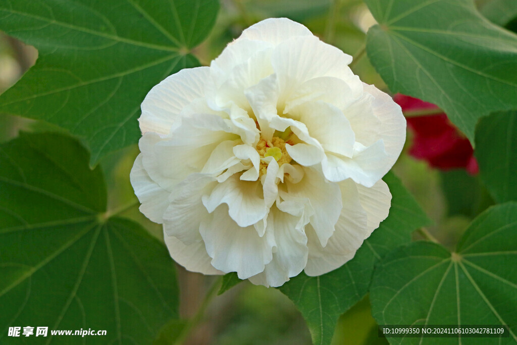 白色木芙蓉花