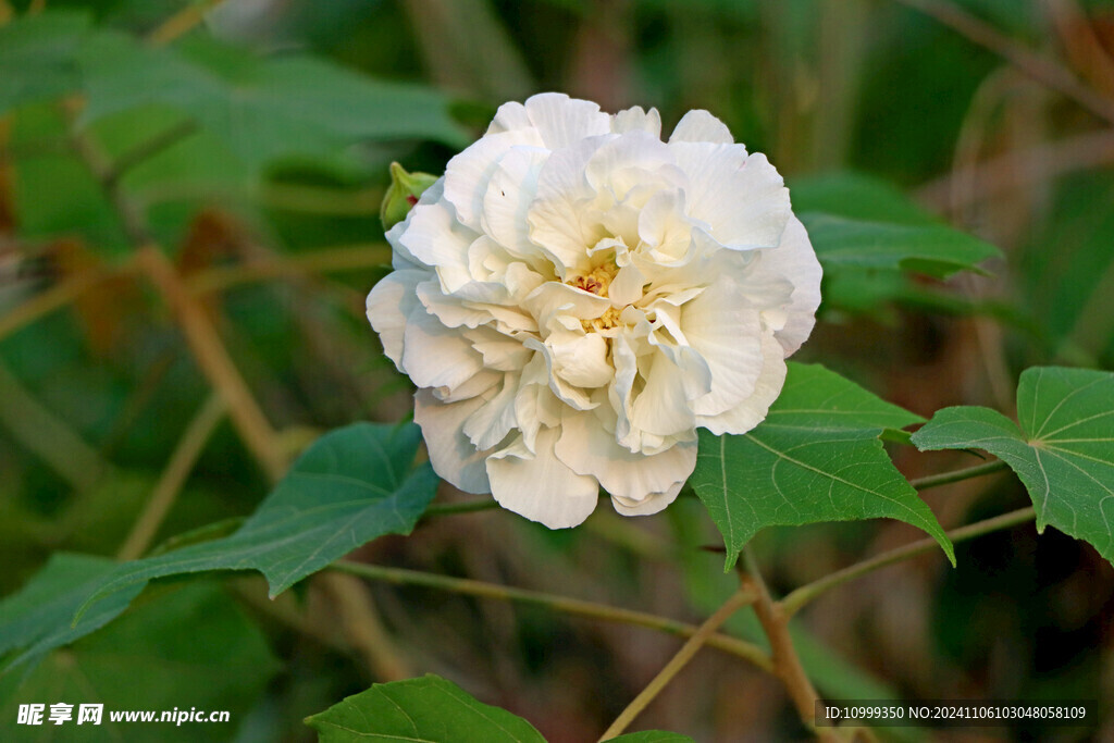 白色木芙蓉花