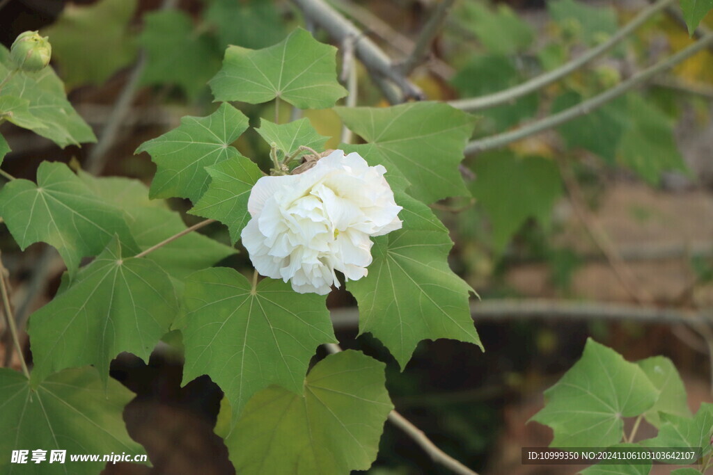 白色木芙蓉花