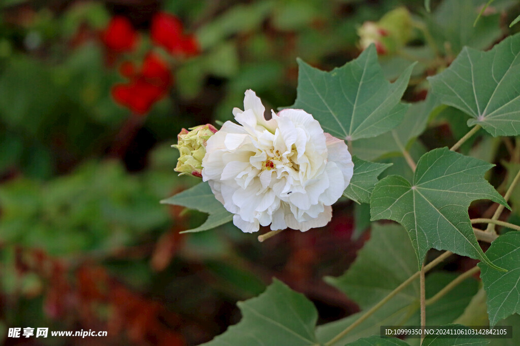 白色木芙蓉花